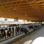 Комплекс КРС с крышей на мзп