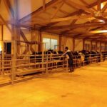 Комплекс КРС с крышей на мзп, внутренний вид