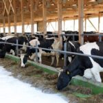 Комплекс КРС с фермами на мзп