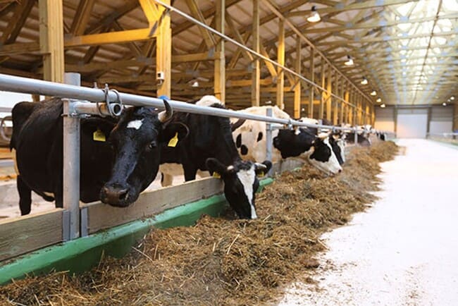 Внутренний вид животноводческого комплекса, крыши на мзп