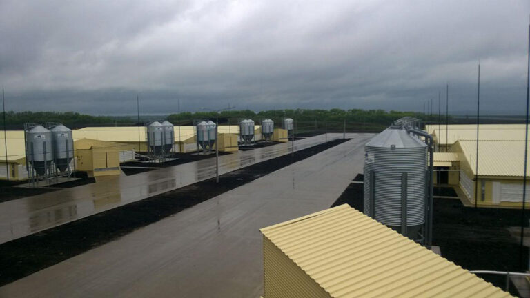 Синокомплекс «Черкизово», фермы откорма