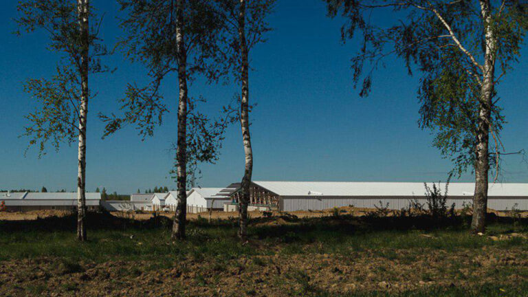 Свинокомлпекс Коралл. Здания откорма